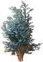 Cider Gum